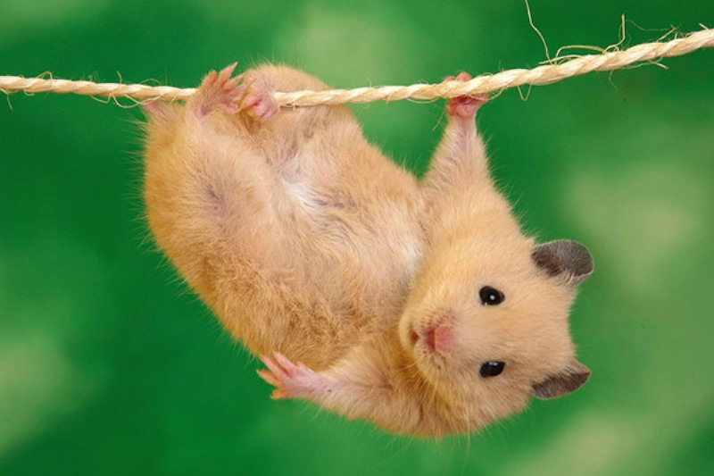 بهترین حیوان خانگی برای کودکان