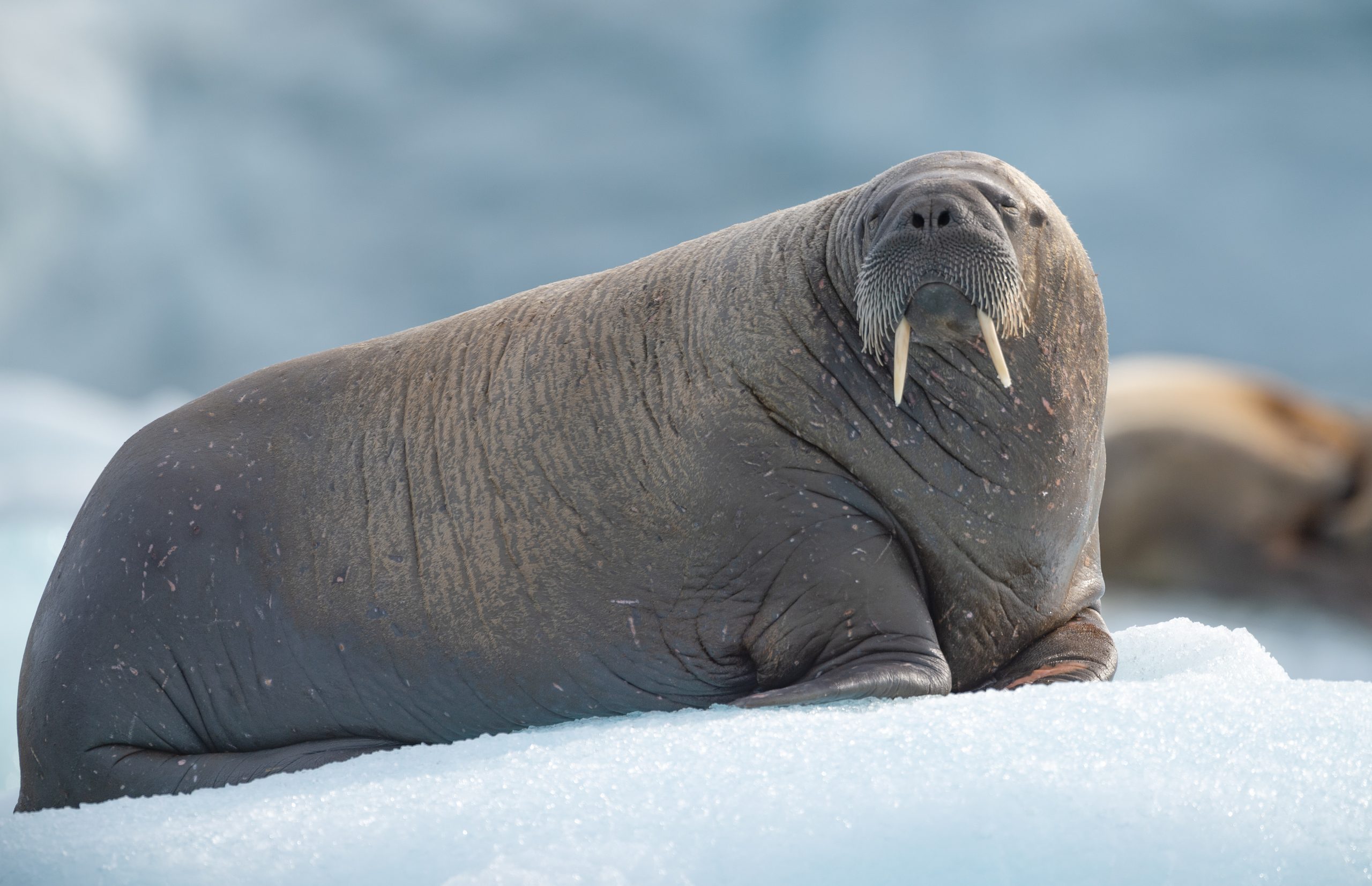 بزرگترین حیوانات دنیا گراز دریایی