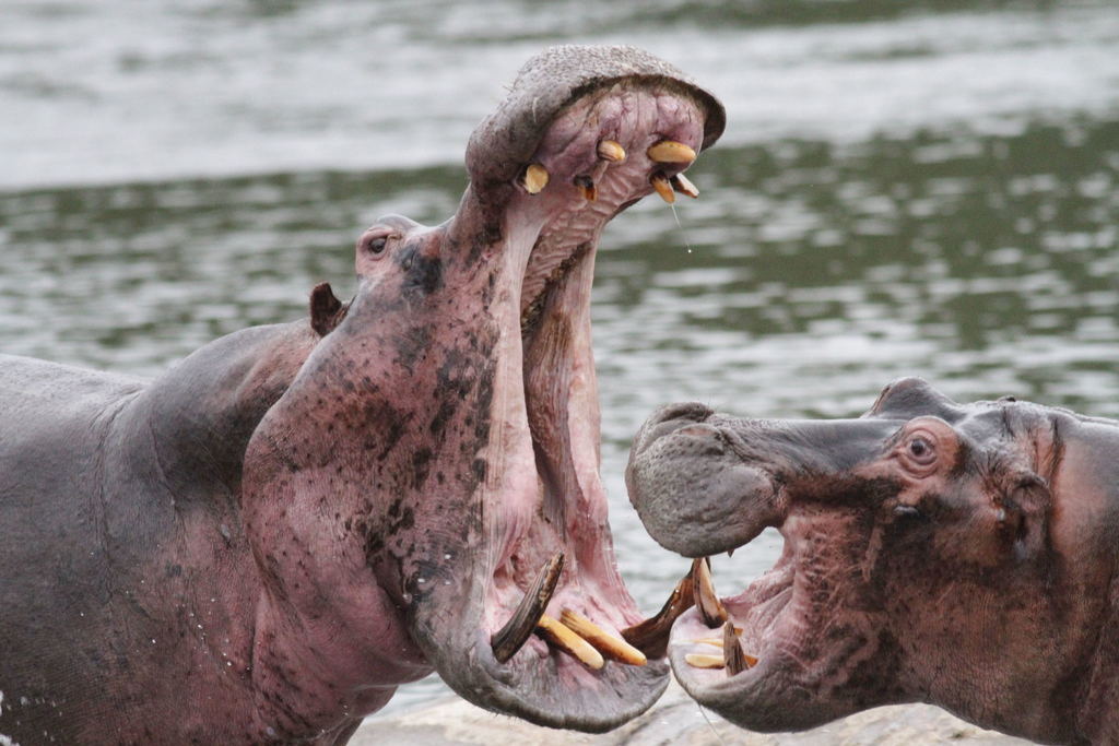 اسب آبی بزرگترین حیوانات دنیا