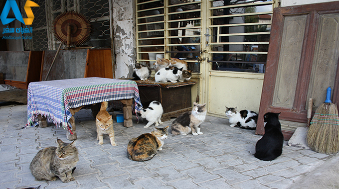 چرا استانبول شهر گربه هاست؟