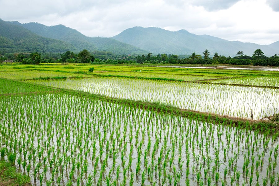 بهترین برنج ایرانی چیست
