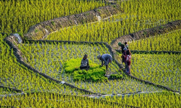 فهرست بهترین برنج های ایرانی