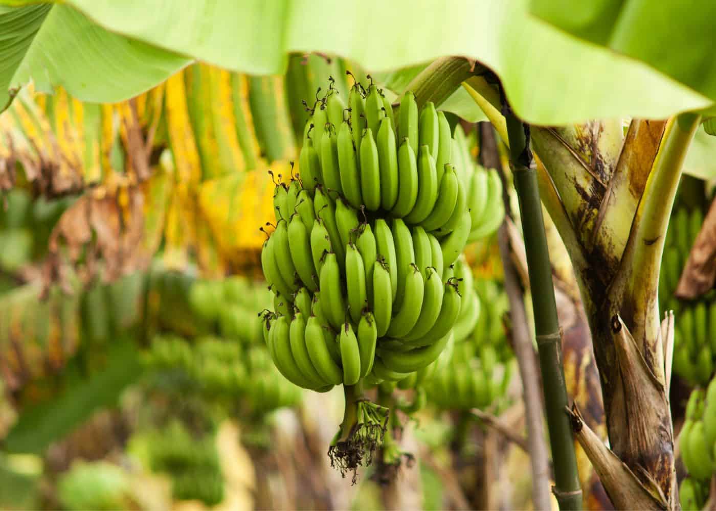 عکس درخت پلانتین